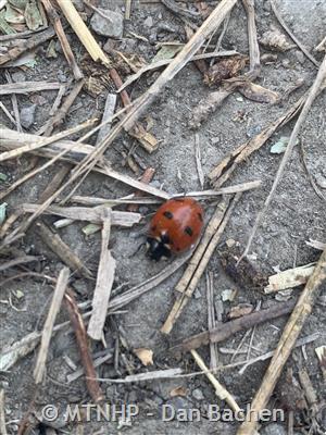 Seven-Spotted Ladybug – Field Station
