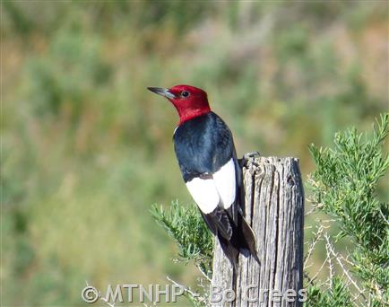 Red-headed Woodpecker - Montana Field