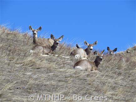 Mule Deer - Montana Field Guide