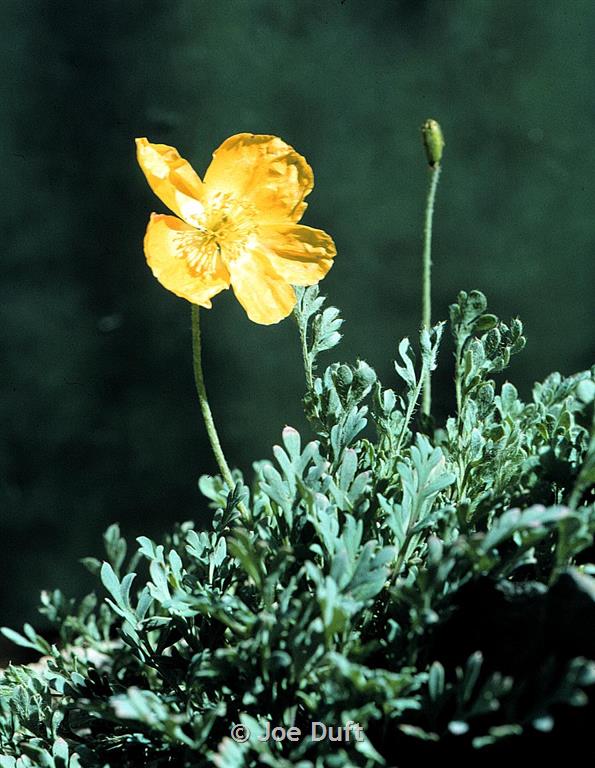 Alpine Poppy - Montana Field Guide