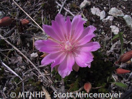 montana state flower bitterroot
