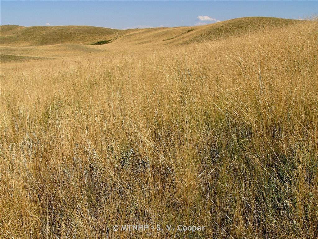 Northern Sweet Grass - Montana Field Guide