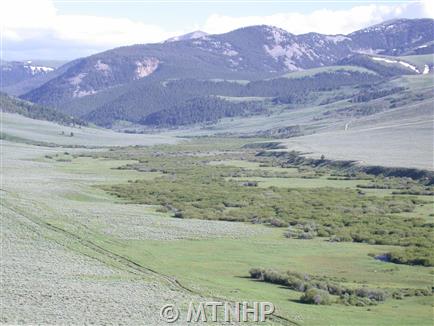 Montana Field Guide