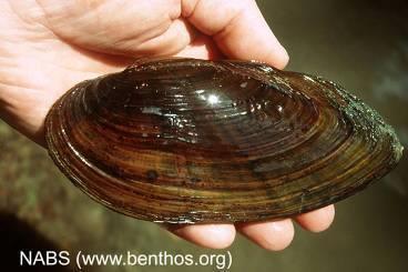 Freshwater Mussels  Missouri Department of Conservation
