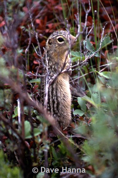 Thirteen-lined Ground Squirrel - Montana Field Guide