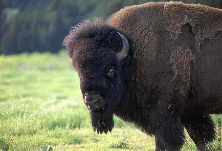 Bison - Montana Field Guide