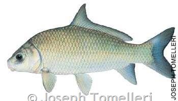 Fish of Missouri Field Guide