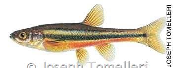 Northern Redbelly Dace - Montana Field Guide