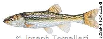 Creek Chub - Montana Field Guide