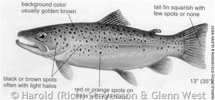 Brown Trout - Montana Field Guide