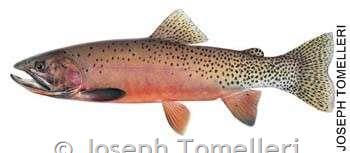 Westslope Cutthroat Trout - Montana Field Guide