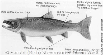 Bull Trout - Montana Field Guide