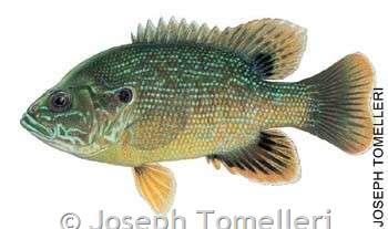 Green Sunfish - Montana Field Guide
