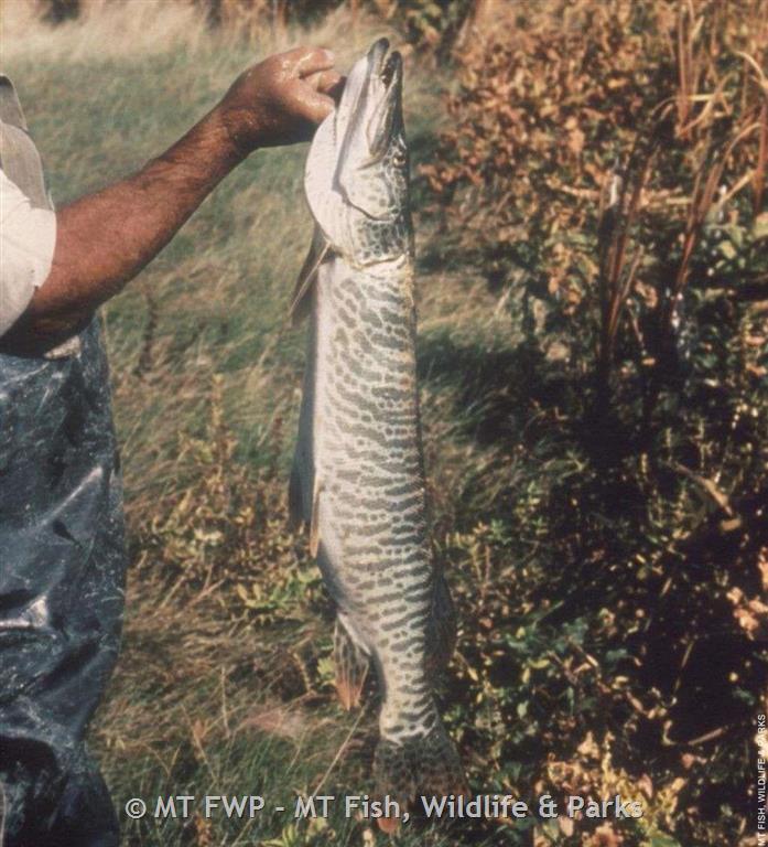 Montana Outdoors: Tiger muskies: The perfect predator