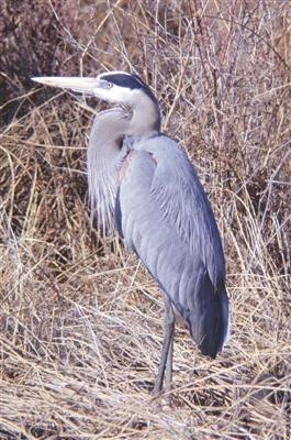 3 Types of Herons Found in Montana