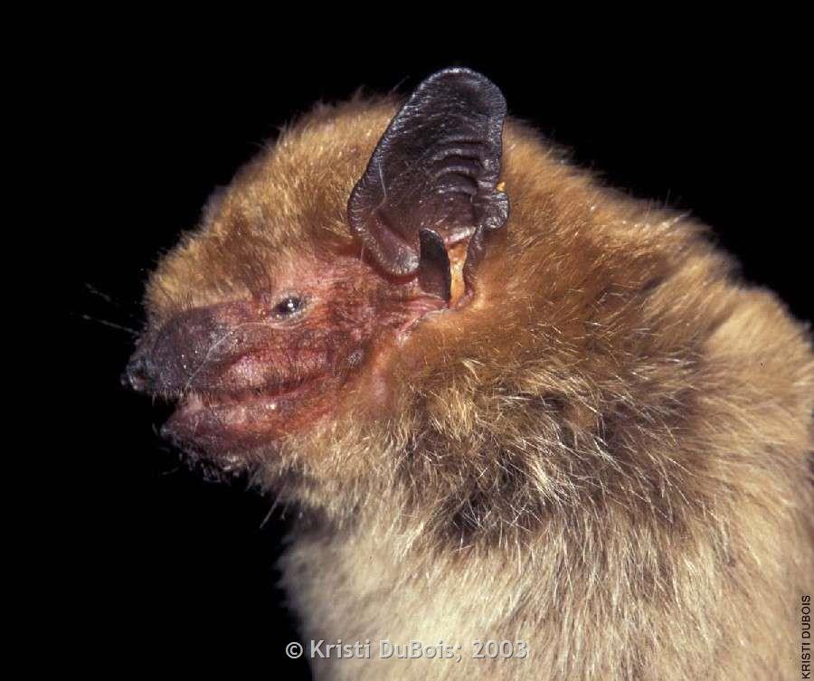 big brown bat