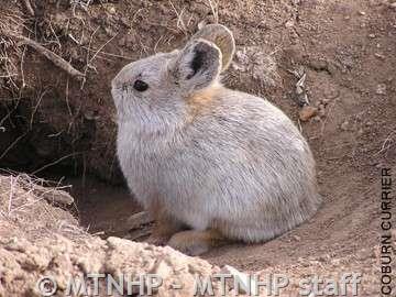 North american pygmy rabbit shops