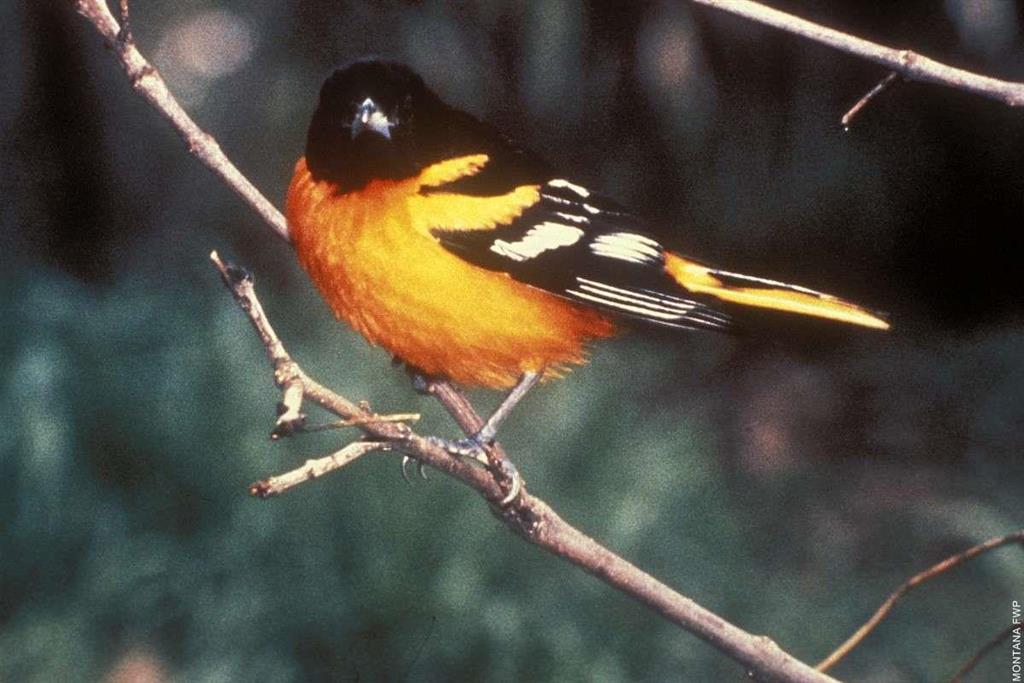 Baltimore Oriole  Missouri Department of Conservation