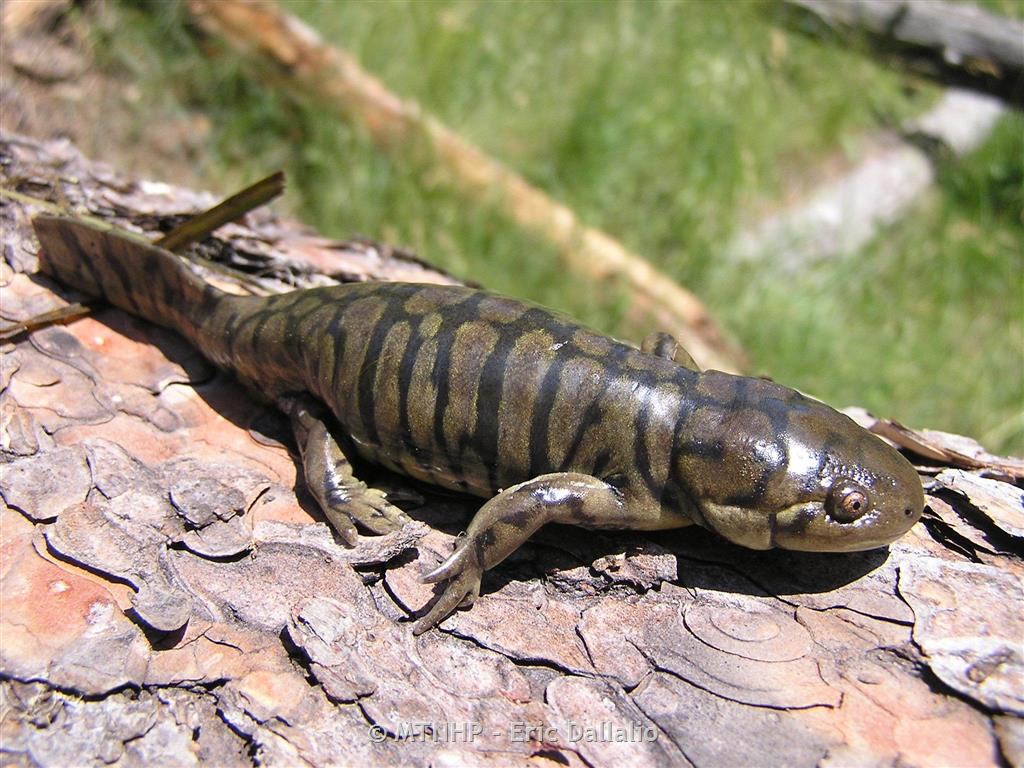 Western Tiger Salamander - Montana Field Guide