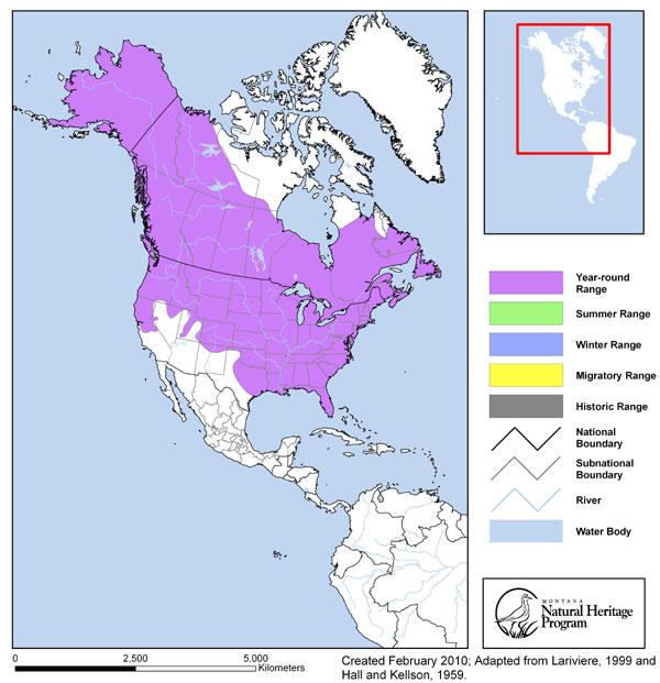 American Mink - Montana Field Guide
