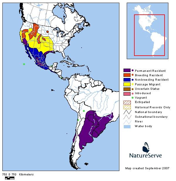 White-faced Ibis - Montana Field Guide