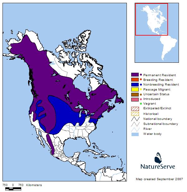 Northern Goshawk - Montana Field Guide