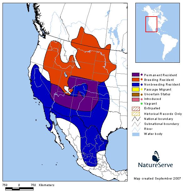 Ferruginous Hawk - Montana Field Guide