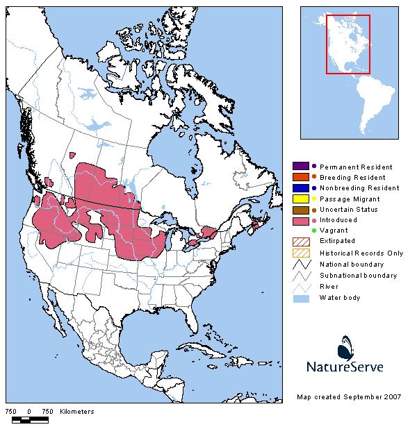 Chukar Density Maps By State