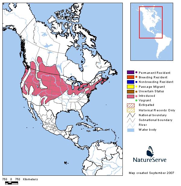 Ring-necked Pheasant - Montana Field Guide