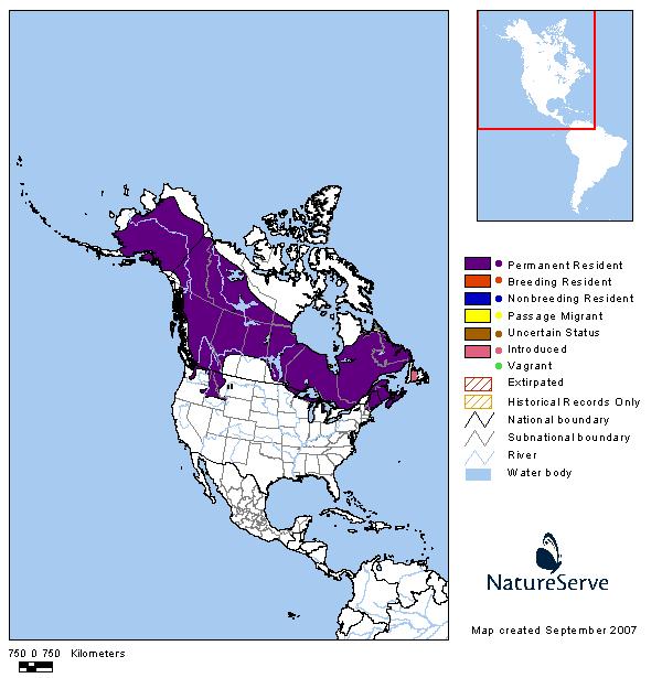 Spruce Grouse - Montana Field Guide