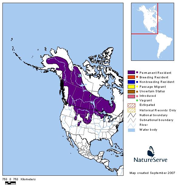 Sharp-tailed Grouse - Montana Field Guide