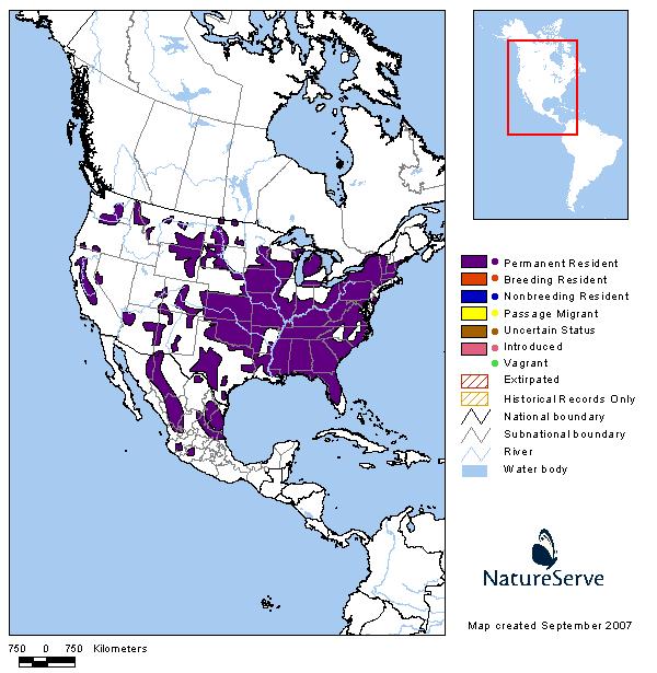 Wild Turkey - Montana Field Guide