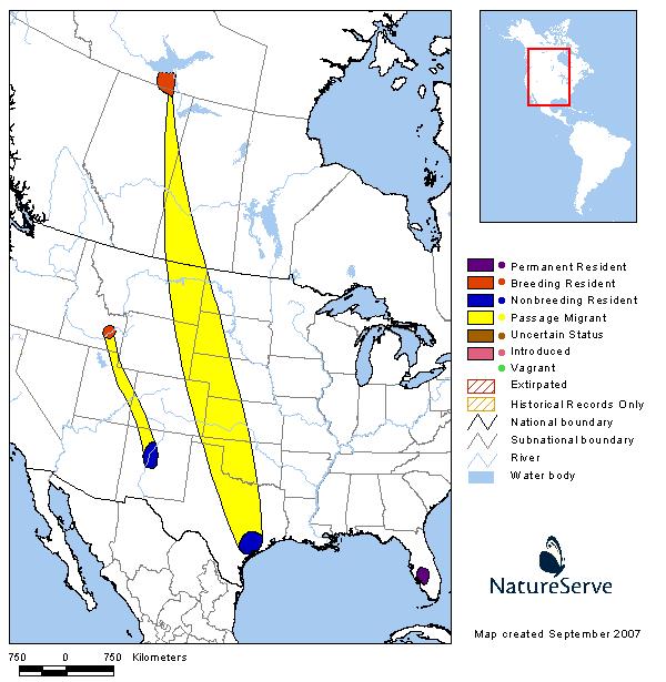 Whooping Crane - Montana Field Guide