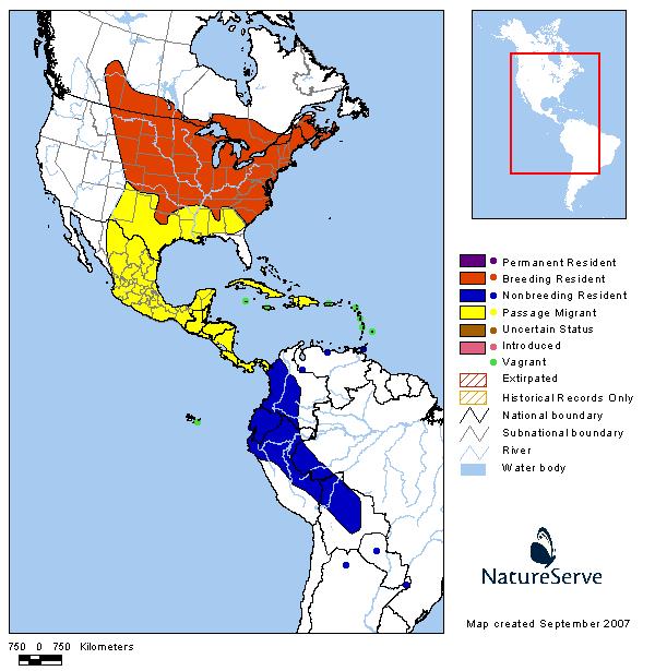 Black-billed Cuckoo - Montana Field Guide