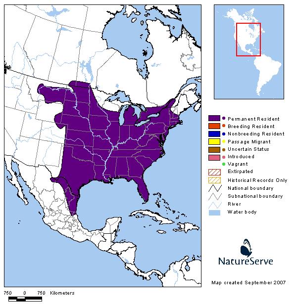 Eastern Screech-Owl - Montana Field Guide