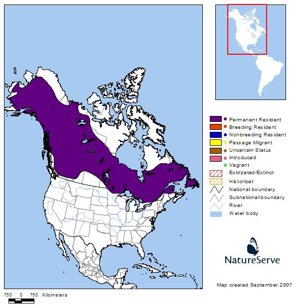 Northern Hawk Owl - Montana Field Guide