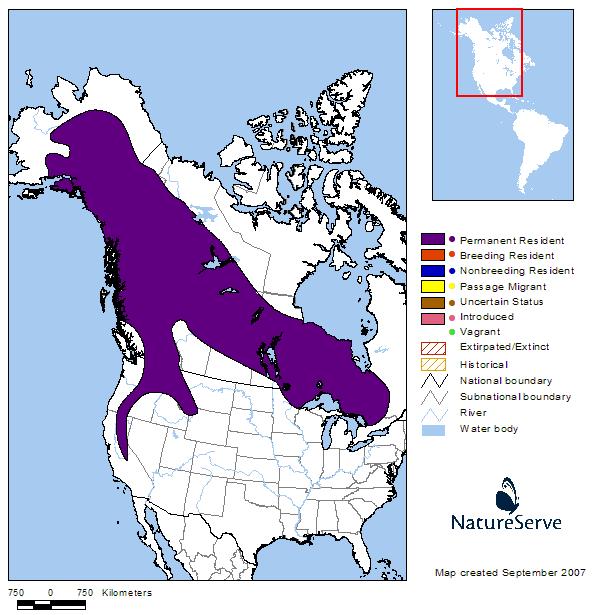 Great Gray Owl - Montana Field Guide