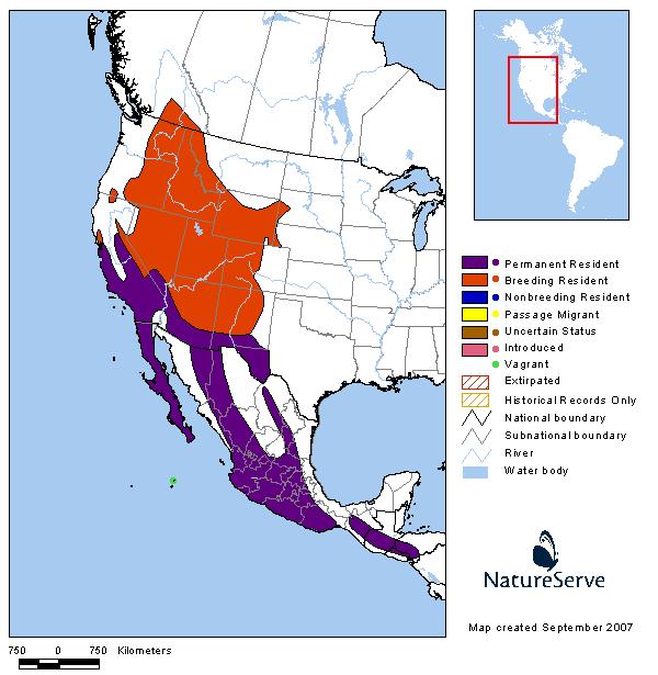 White-throated Swift - Montana Field Guide