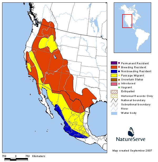 Black-chinned Hummingbird - Montana Field Guide