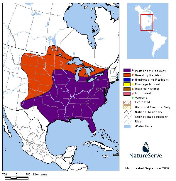 Red-headed Woodpecker - Montana Field Guide