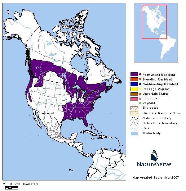 Pileated Woodpecker - Montana Field Guide