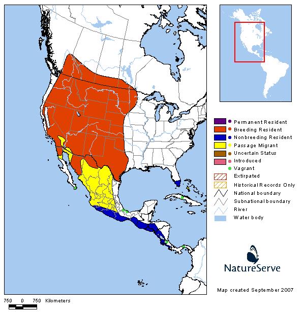 Western Kingbird - Montana Field Guide