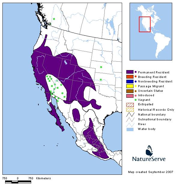 Woodhouse's Scrub-Jay - Montana Field Guide