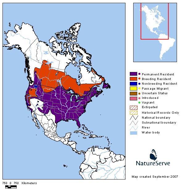 American Crow - Montana Field Guide