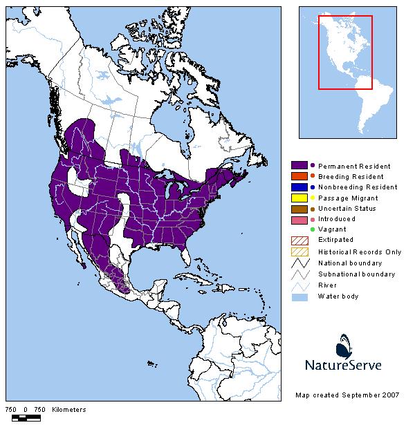 White-breasted Nuthatch - Montana Field Guide