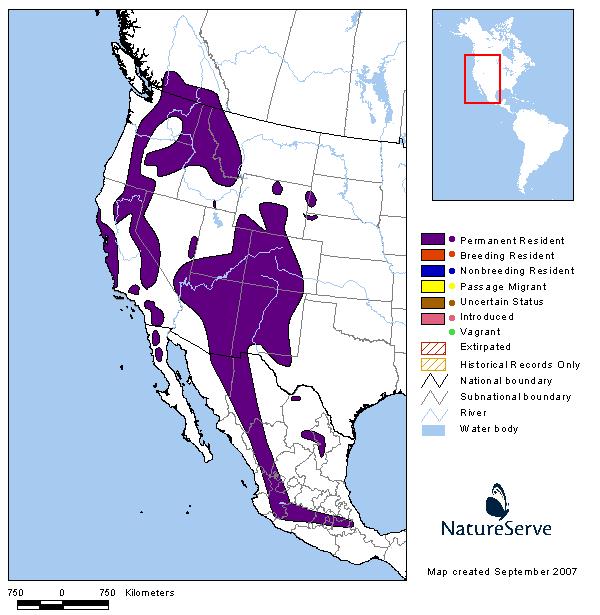 Pygmy Nuthatch - Montana Field Guide