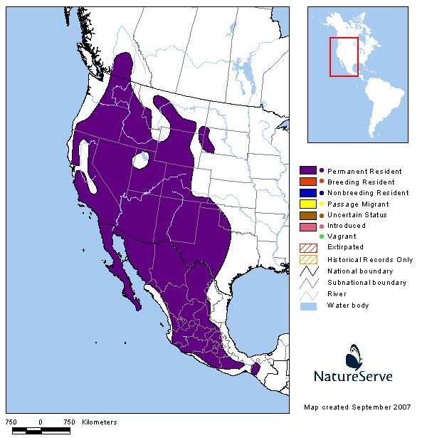 Canyon Wren - Montana Field Guide