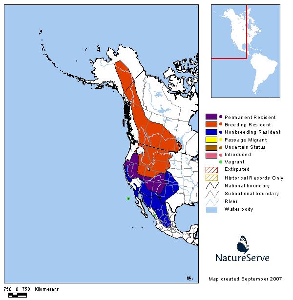 Mountain Bluebird - Montana Field Guide