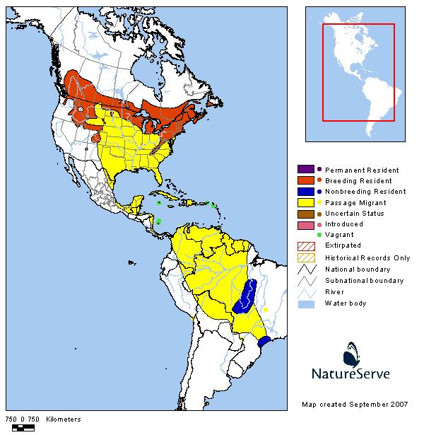 Veery - Montana Field Guide