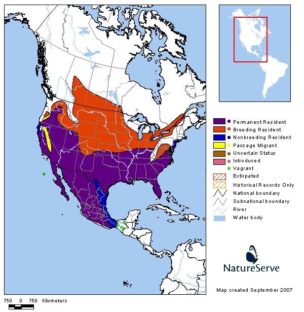 Loggerhead Shrike - Montana Field Guide